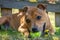 Adorable staffordshire bull terrier puppy laying in the grass with a yellow ball