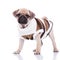 Adorable standing pug wearing a brown and white sweater