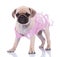 Adorable standing pug wearing a pink dress looks to side
