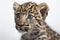 Adorable straight face of an Amur Leopard