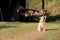 Adorable stray dog sitting quietly on lawn of rural country home