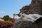 Adorable Stray Kitten Rests on Rocky Wall in Greece