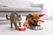 Adorable striped cat and dog eating together indoors.