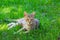 Adorable striped cat plays on the grass in summer time, lying down and standing, looking around and watching something