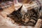 Adorable striped cats with closed eyes sleeping and hugging on brown blanket at home