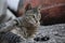 Adorable striped domestic cat lounging contentedly on a rocky surface.