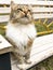 Adorable striped homeless cat sits on street bench