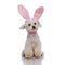 Adorable stylish bichon with bunny ears headband looking to side