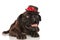 Adorable stylish bulldog with black hat looks up