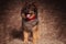 Adorable stylish pomeranian with red bow tie panting