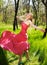 Adorable summer young woman in long red dress