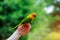 Adorable sun conure parrots on hand