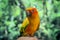 Adorable sun conure parrots on hand