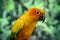 Adorable sun conure parrots on hand