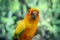 Adorable sun conure parrots on hand