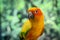 Adorable sun conure parrots on hand