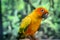 Adorable sun conure parrots on hand