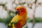 Adorable sun conure parrots on hand