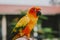 Adorable sun conure parrots on hand
