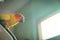 Adorable sun conure parrots on hand