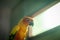 Adorable sun conure parrots on hand