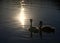 Adorable swan couple swimming in dark peaceful lake with slight reflection of bright sunlight