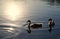 Adorable swan couple swimming in peaceful lake with the reflection of bright sunlight