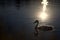 Adorable swan swimming in dark peaceful lake with slight reflection of bright sunlight
