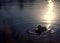 Adorable swan swimming in dark peaceful lake with slight reflection of bright sunlight