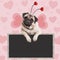 Adorable sweet pug puppy dog hanging on blank blackboard sign on pink background with hearts