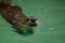 Adorable Swimming River Otter Sticking His Head Out of the Water