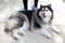 Adorable syberian husky dog