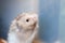 Adorable syrian gold hamster in a cage