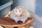 Adorable syrian gold hamster in a cage