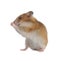 Adorable Syrian hamster on white background. Small pet