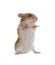 Adorable Syrian hamster on white background. Small pet