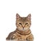 Adorable tabby british fold cat lying and looking grumpy
