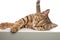 Adorable tabby british fold lying on one side
