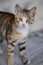 Adorable tabby cat illuminated in a warm light, gazing into the camera