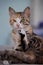 Adorable tabby cat illuminated in a warm light, gazing into the camera