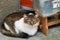 Adorable tabby cat perched on an old wooden crate on a city sidewalk