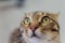 Adorable tabby cat sitting on kitchen floor staring at camera.