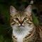 Adorable tabby cat with striking brown and white fur