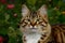 Adorable tabby cat with striking brown and white fur