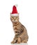 Adorable tabby cat wearing a santa hat sitting