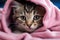 Adorable tabby kitten with blue eyes, wrapped in a pink towel