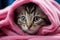 Adorable tabby kitten with blue eyes, wrapped in a pink towel