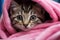 Adorable tabby kitten with blue eyes, wrapped in a pink towel