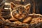 Adorable Tabby Kitten Peeking Out from a Basket Filled with Warm Homemade Cookies