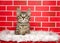 Adorable tabby kitten popping out of a christmas basket